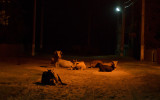 The lions sleep tonight :)
